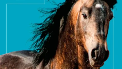 Salon du Cheval à Angers (49)